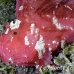 scorpionfish_leaf_ni_h_0004_pal0120.jpg